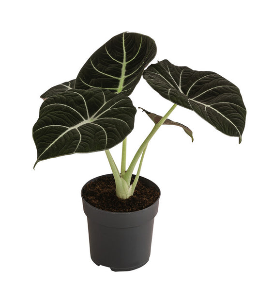 Alocasia Black Velvet (RARE ALOCASIA REGINULA)