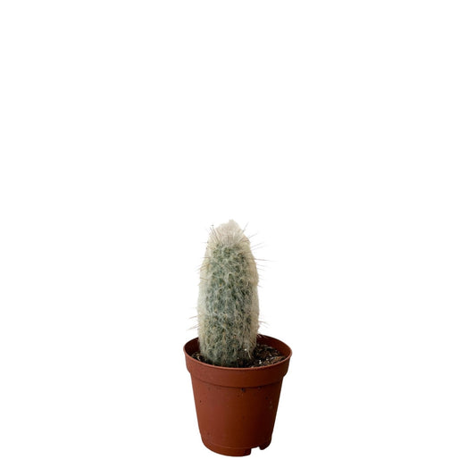 Cephalocereus Old man cactus