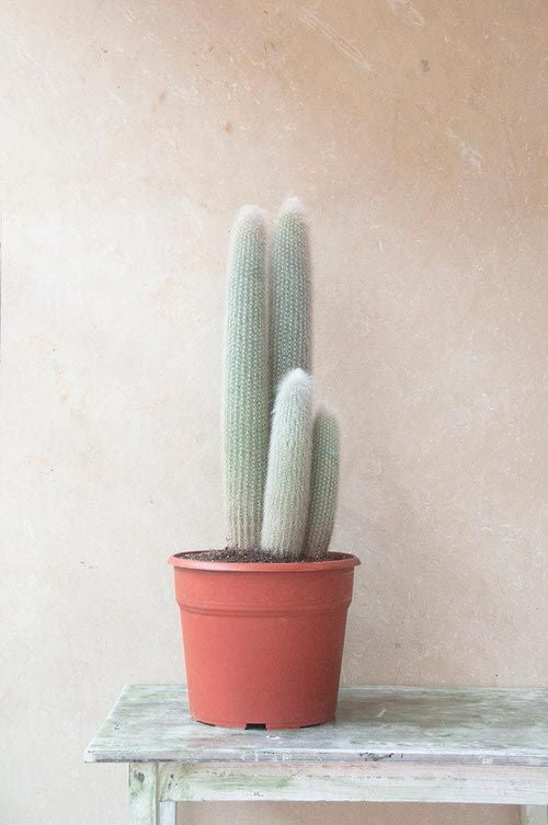 Cephalocereus Old man cactus