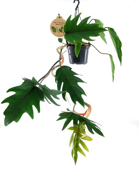 Philodendron Mayoi (Rare plant)