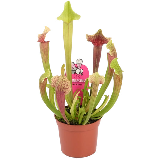 Trumpet pitcher plant (carnivorous)