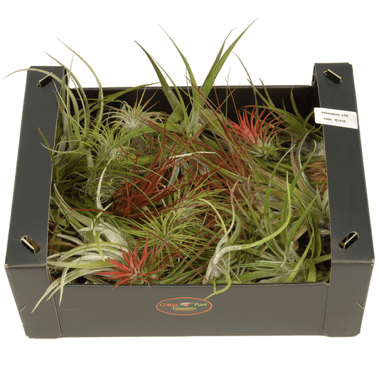 Small Air plant (mix)